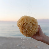 Croll & Denecke | Natural Sponge